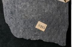 Foto (Detailansicht) von Sigillaria sp. (NHMW-GEO-2024-0188-11215)